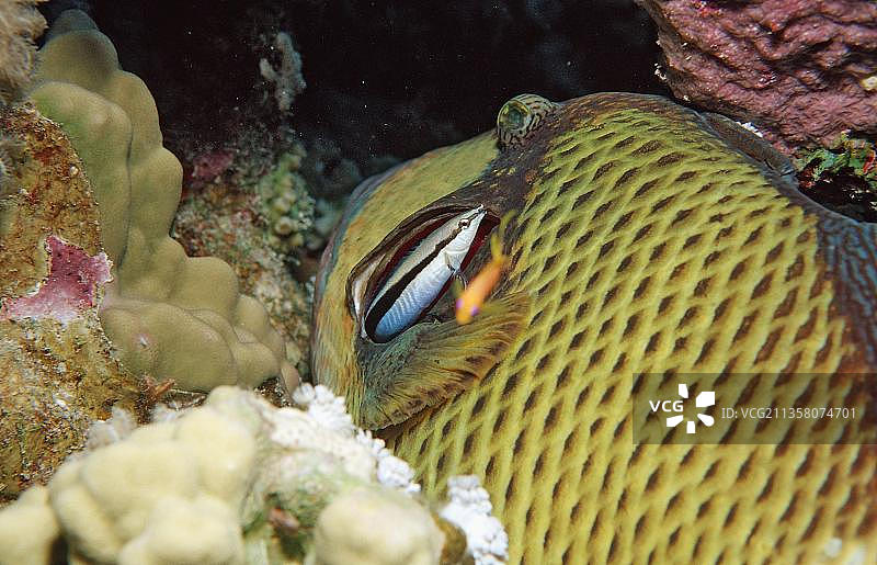 隆头鱼清洁泰坦炮弹鱼，红海图片素材