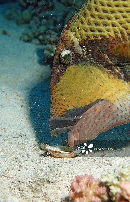 红海的炮弹鱼捕食贻贝图片素材