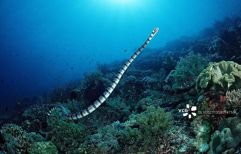 环纹海蛇，印度尼西亚苏拉威西岛图片素材