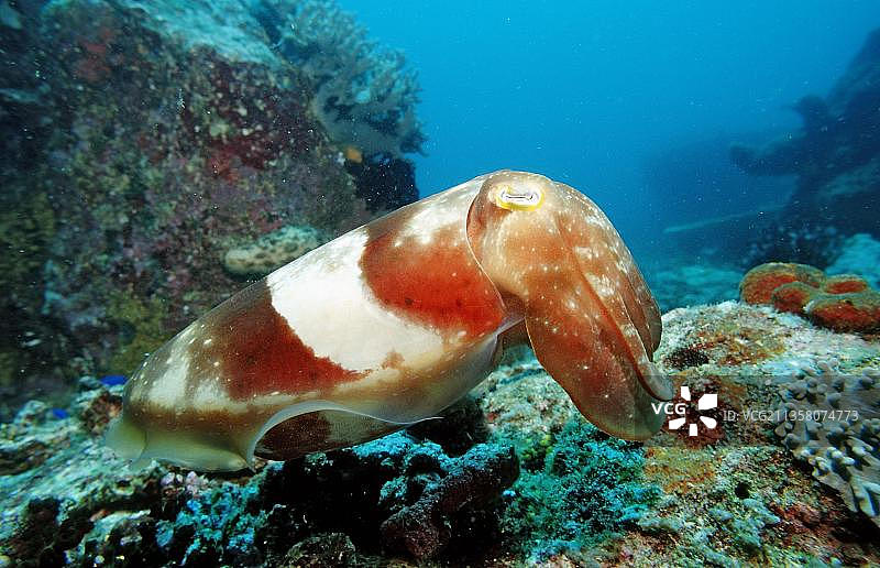 枪乌贼图片素材