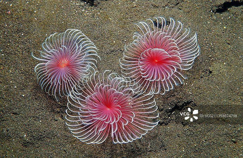 管栖蠕虫，触手冠，刚毛虫（多毛纲），印度尼西亚，亚洲图片素材