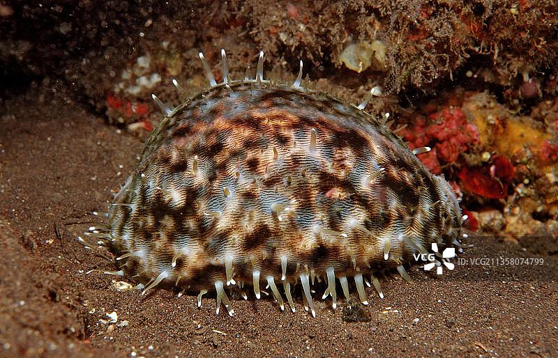 虎斑贝，巴厘岛，印度尼西亚，亚洲图片素材