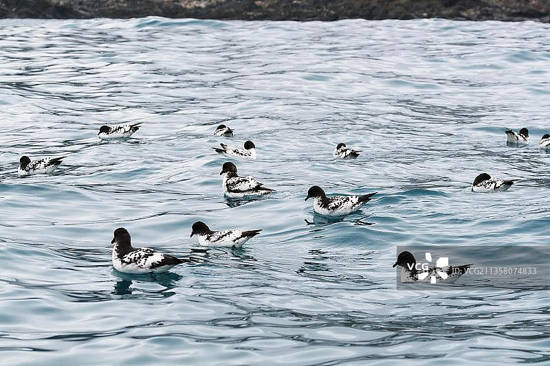 海燕（Daption capense），象岛，南极洲图片素材