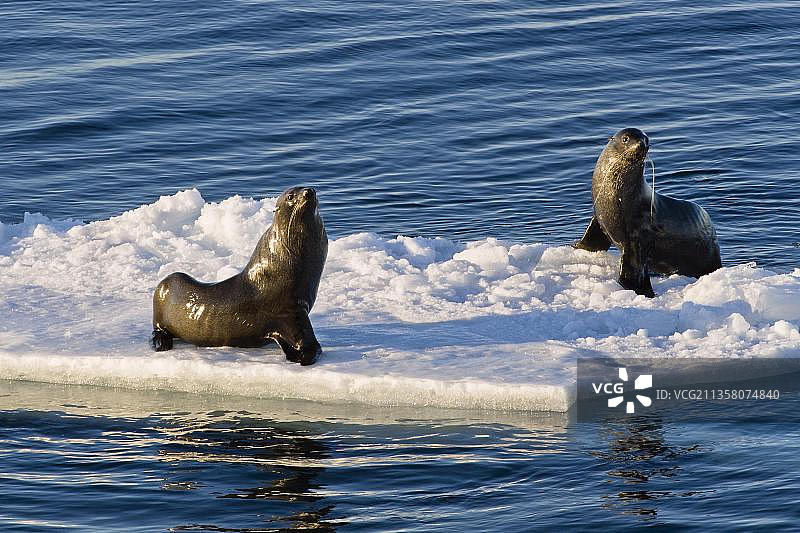 凯尔盖朗群岛海狗：冰上的南极海狗图片素材
