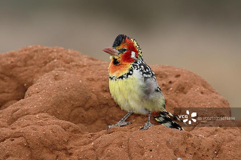 红黄拟鴷（非洲肯尼亚）图片素材