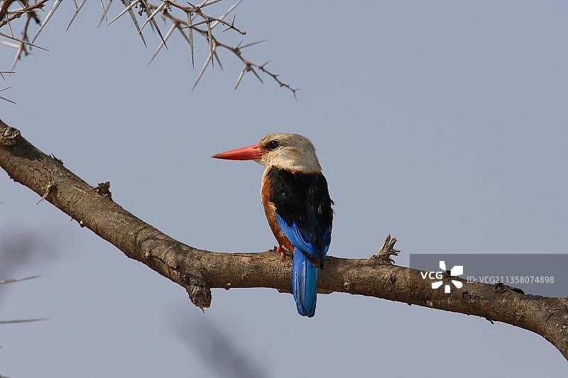 灰头翠鸟，肯尼亚桑布鲁国家公园图片素材