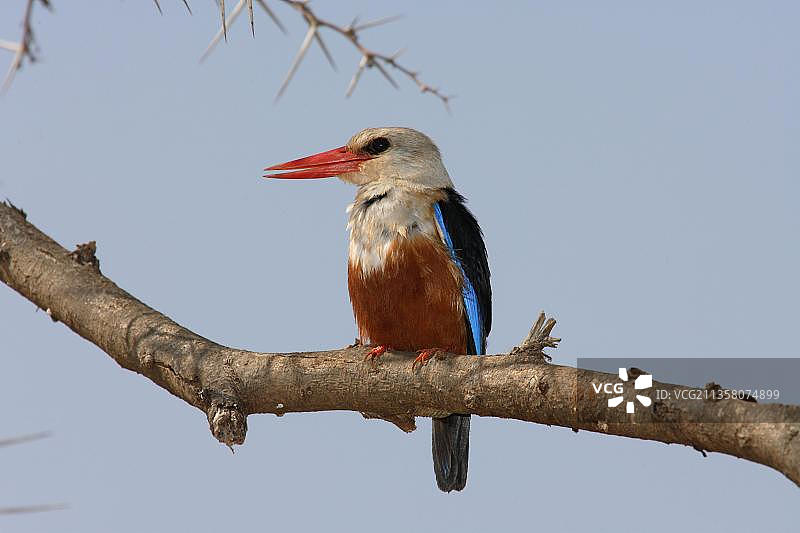 灰头翠鸟，肯尼亚桑布鲁国家公园图片素材