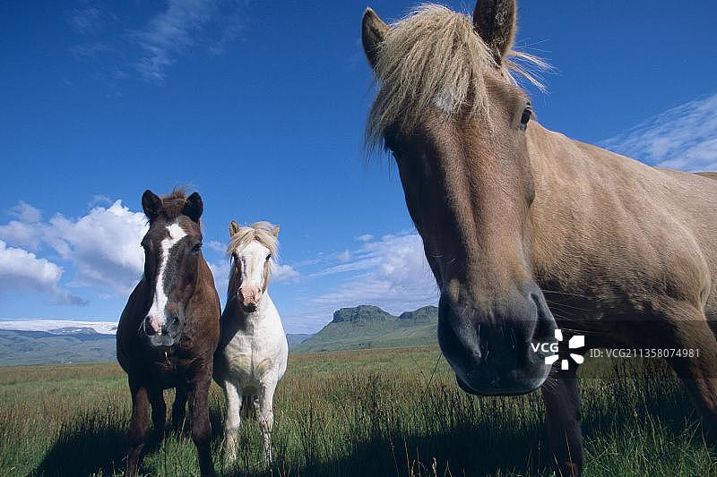 冰岛小马，冰岛马，冰岛，欧洲图片素材