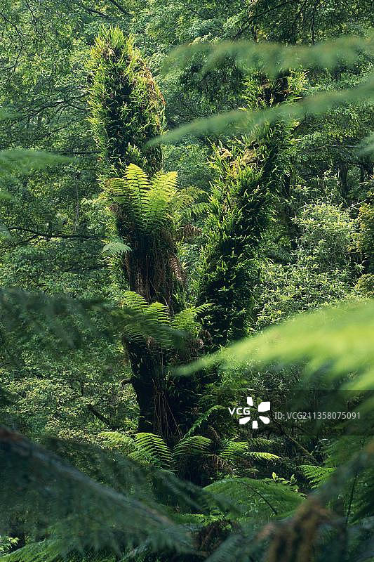 澳大利亚奥特韦国家公园的桫椤雨林图片素材