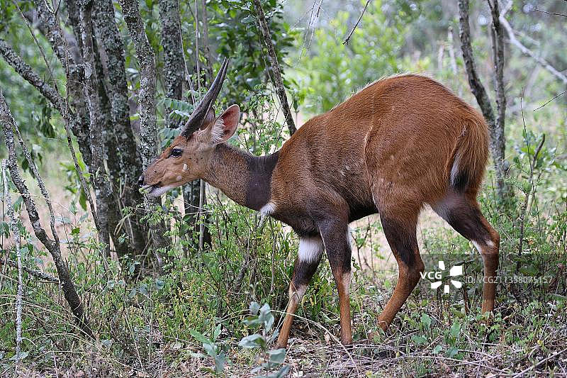 非洲肯尼亚的薮羚图片素材