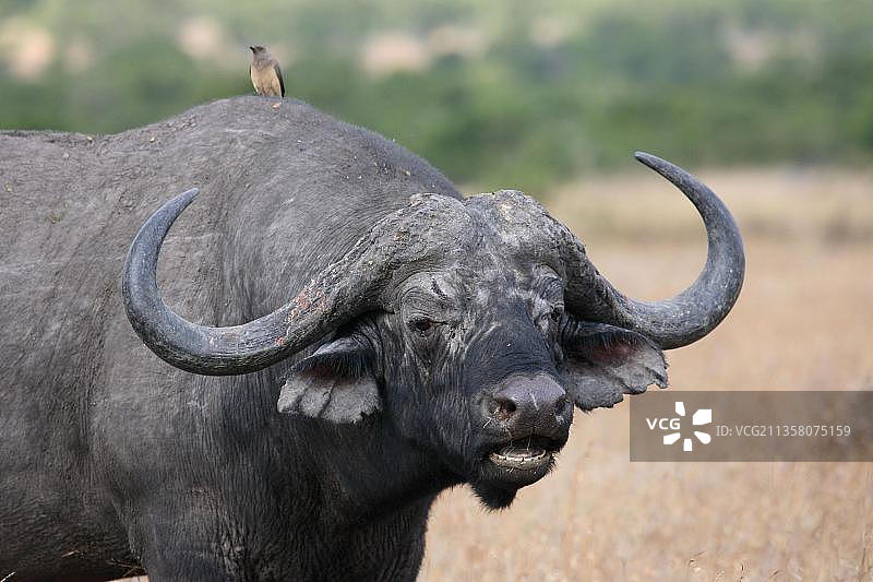 非洲水牛，肯尼亚，非洲图片素材