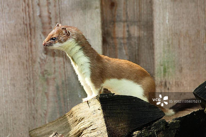 夏季毛色的白鼬图片素材