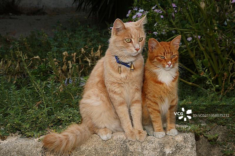 戴着项圈和铃铛的家猫，希腊图片素材