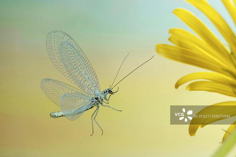 金色眼睛的珍珠草蛉（Chrysopa perla）侧面图片素材