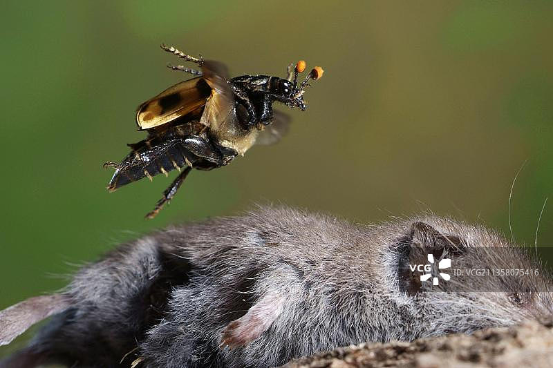 埋葬虫和死老鼠图片素材