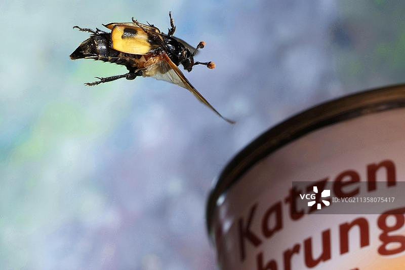 埋葬甲虫图片素材