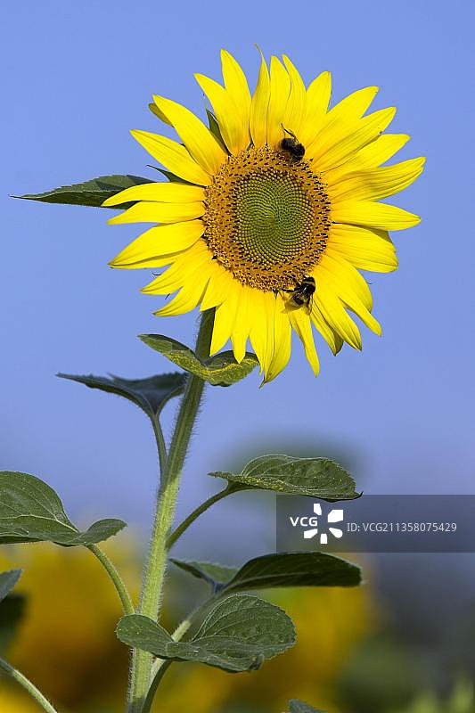 向日葵上的熊蜂图片素材