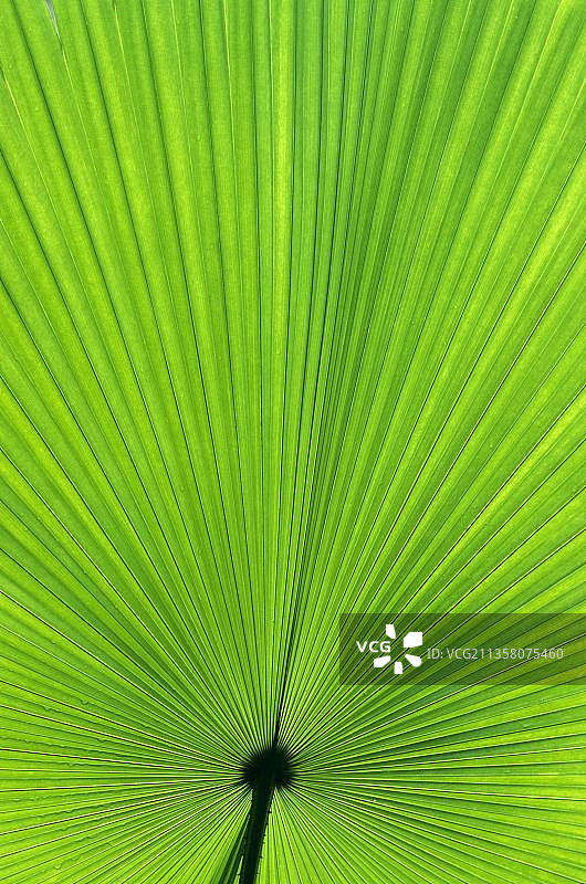 棕榈叶图片素材