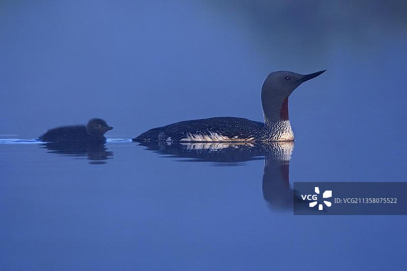 红喉潜鸟与幼鸟，瑞典图片素材