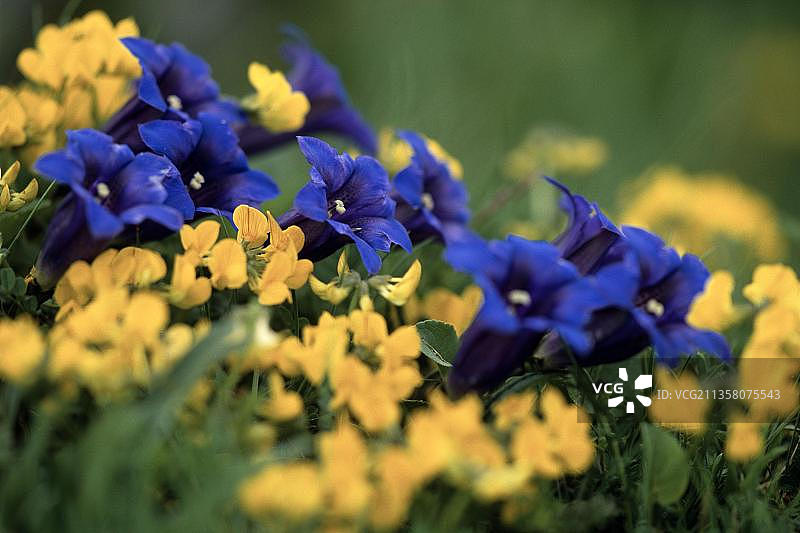 无茎克鲁斯氏龙胆图片素材