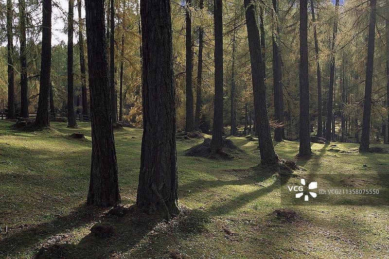 米明格高原的落叶松林，奥地利，欧洲图片素材