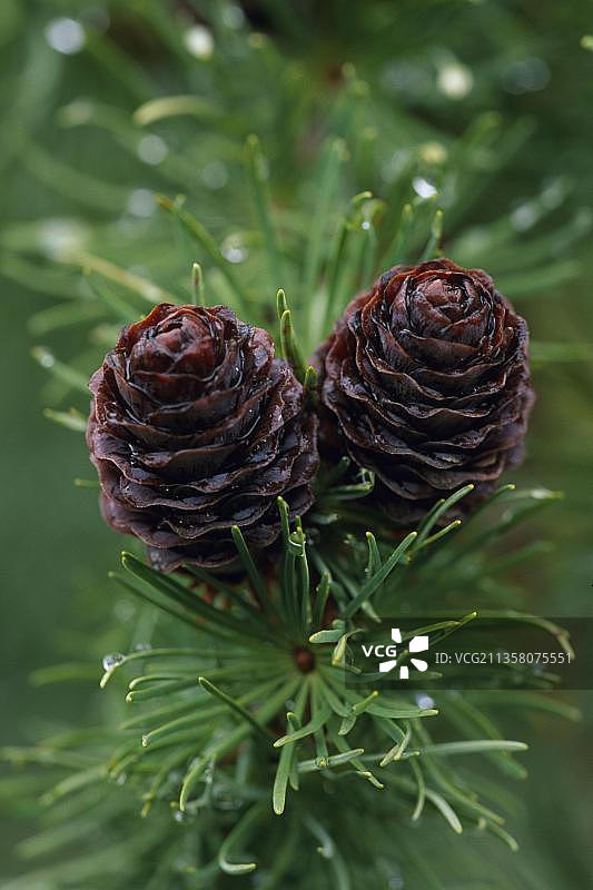 欧洲落叶松与球果，德国图片素材