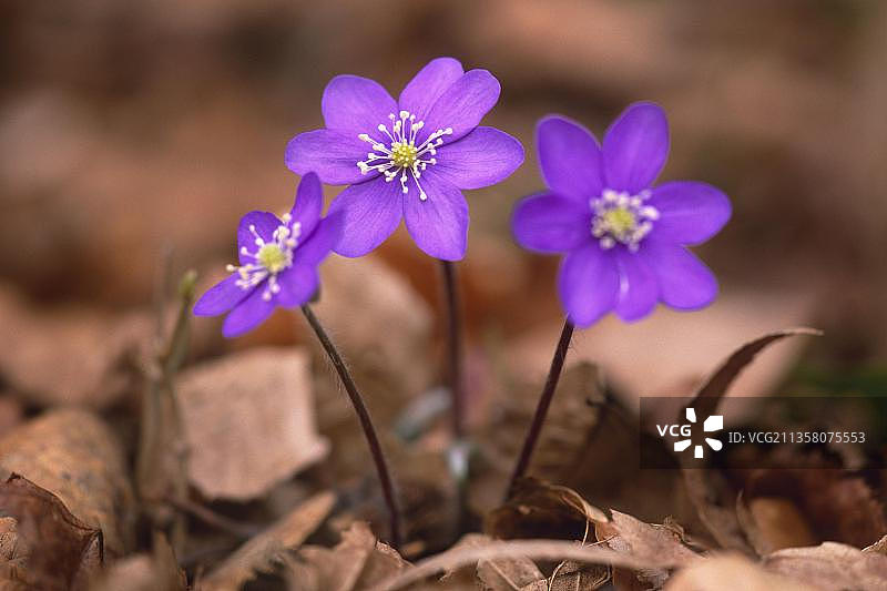 欧洲德国巴登-符腾堡州的獐耳细辛图片素材