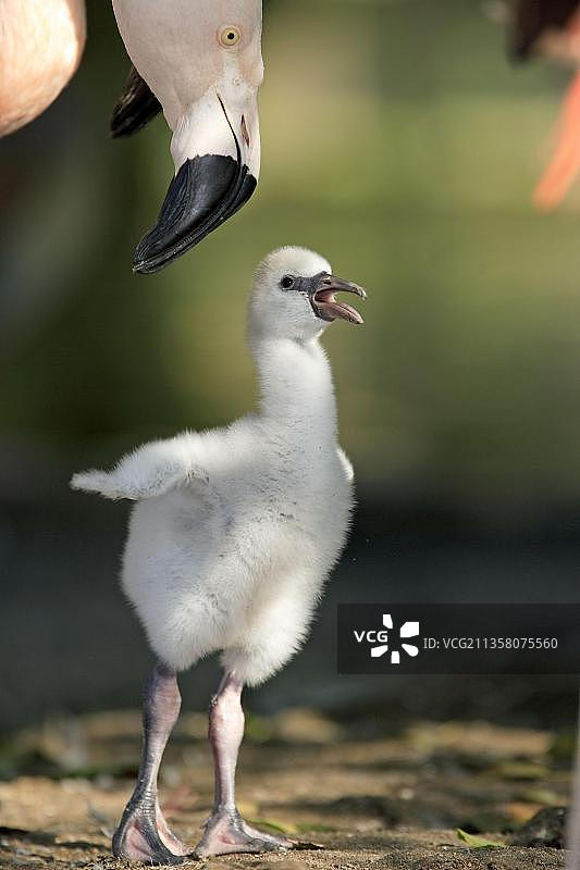 智利火烈鸟和幼鸟图片素材