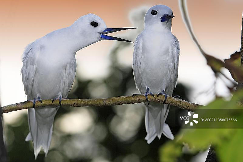 塞舌尔鸟岛上的白玄鸥图片素材