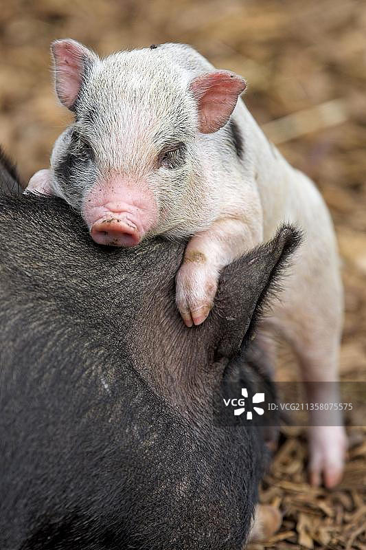 大肚猪，小猪图片素材
