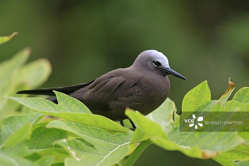 塞舌尔鸟岛上的棕玄鸥（学名：Anous stolidus pileatus）图片素材