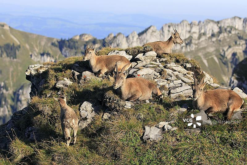 瑞士尼德宏峰的阿尔卑斯山羚羊图片素材