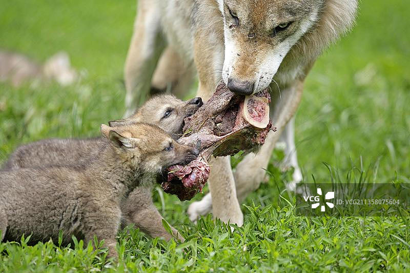 灰狼与幼崽图片素材