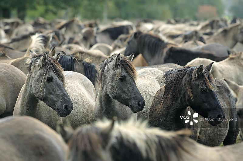德国北莱茵-威斯特法伦明斯特地区代尔门的野马图片素材