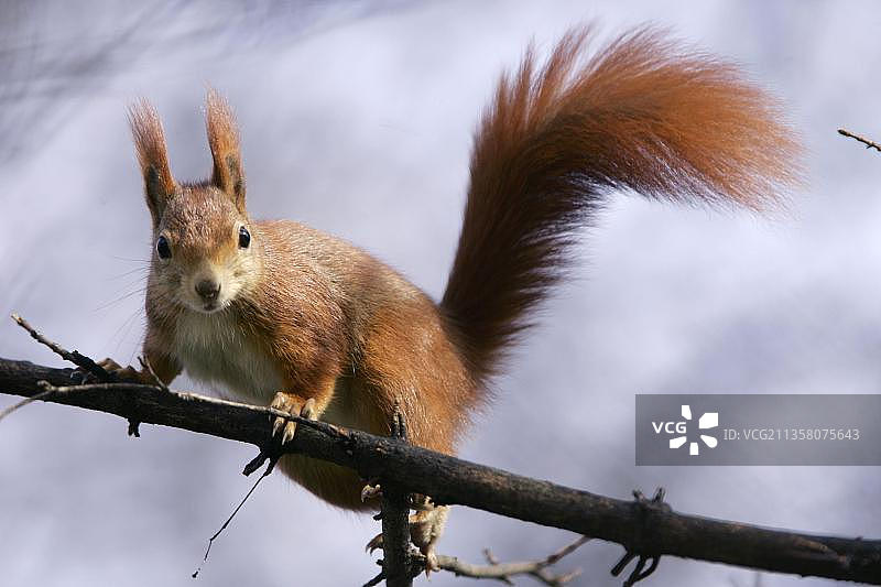 红松鼠图片素材