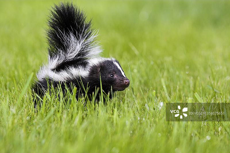 条纹臭鼬幼崽图片素材