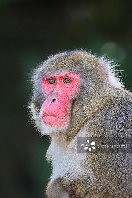 日本猕猴图片素材