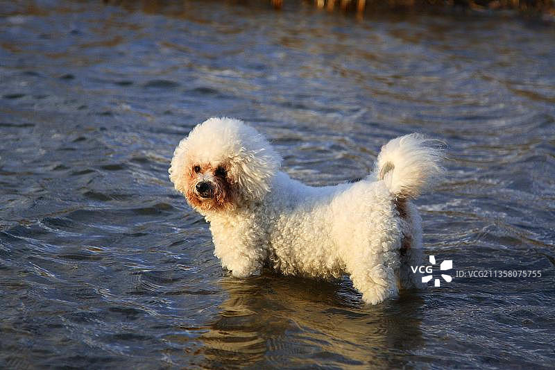 比熊犬图片素材