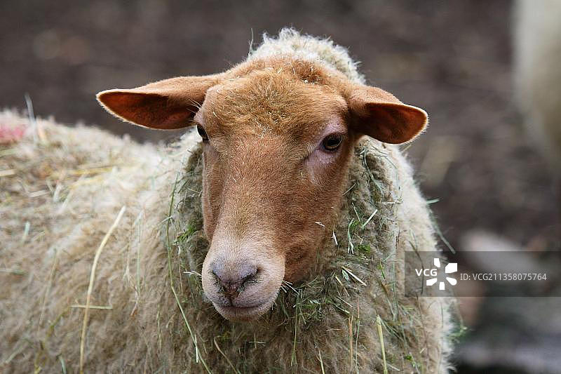 科堡狐狸绵羊图片素材