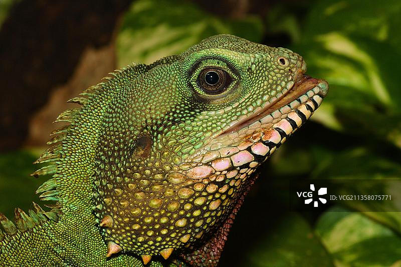 绿水龙图片素材