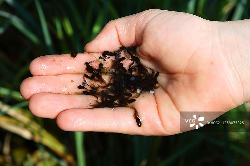敏捷蛙（Rana dalmatina），人类手中的蝌蚪，德国，欧洲图片素材