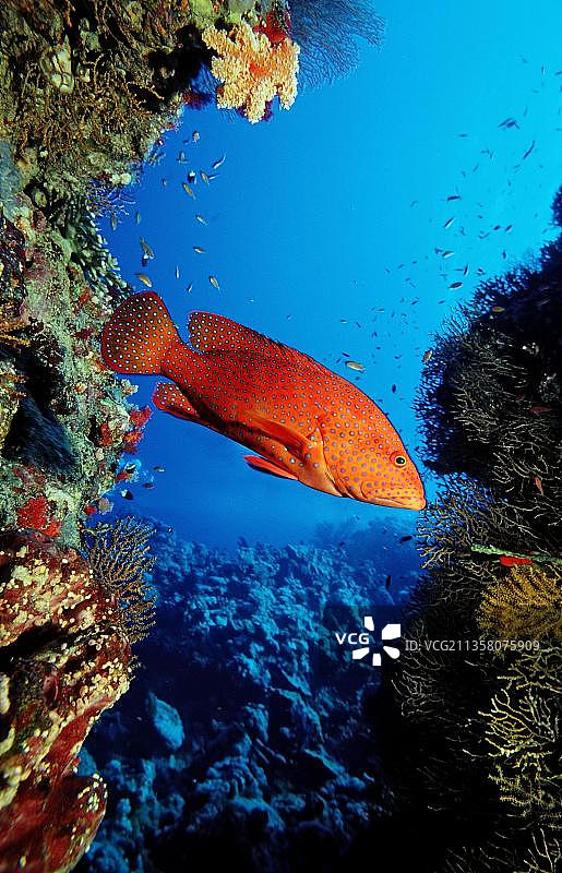 朱红海鲈（Cephalopholis miniata），埃及，非洲图片素材