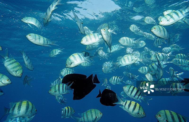 印度洋太平洋雀鲷，埃及，非洲图片素材