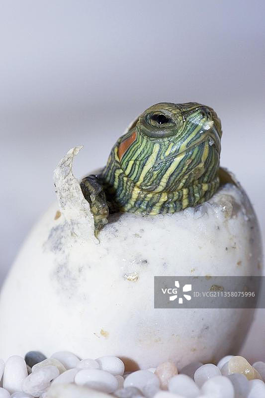 红耳龟，刚孵化图片素材