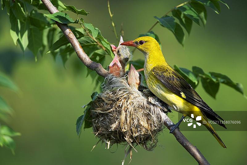 金黄鹂，雌鸟在巢中与雏鸟，保加利亚，欧洲图片素材