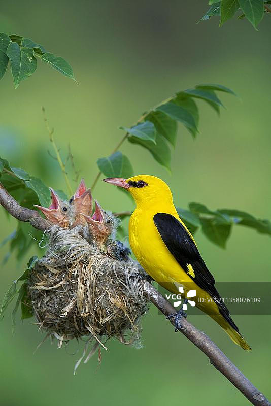 欧亚金莺（雄性）在巢中与雏鸟，保加利亚，欧洲图片素材
