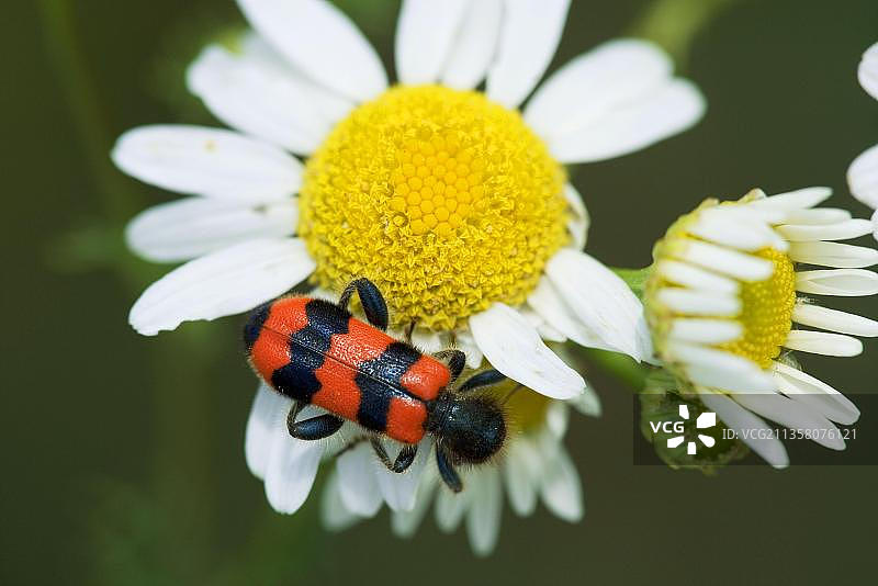 蜂甲虫，保加利亚，欧洲图片素材