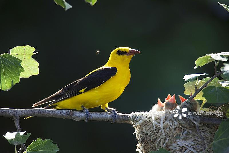 金色鹂鸟：雄性在保加利亚的巢穴中与雏鸟图片素材