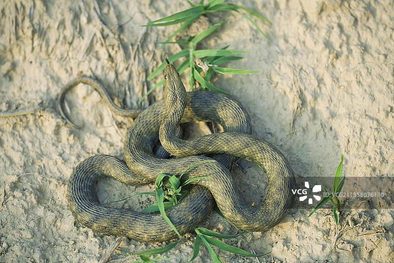 保加利亚 Dice Snake（Natrix tesselata）图片素材
