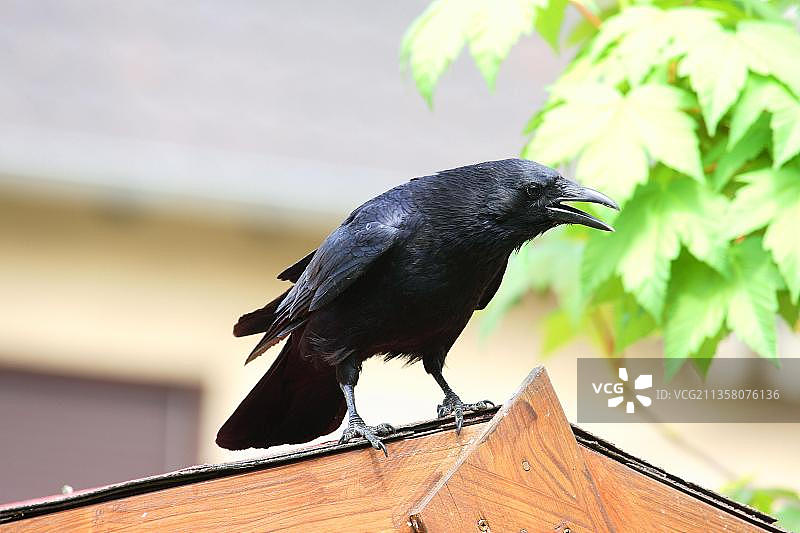 乌鸦（Corvus corone corone）图片素材